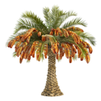 a palm tree with orange fruits on it AI-Generated png