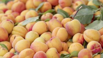 beaucoup pile de Nouveau surgir abricots sur marché stalle images. video