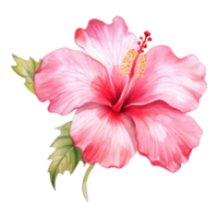 Pink Hibiscus, Tropical Flower Illustration. Watercolor Style. png