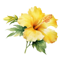 Yellow Hibiscus, Tropical Flower Illustration. Watercolor Style. png