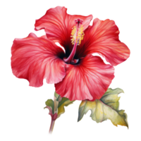 rood hibiscus, tropisch bloem illustratie. waterverf stijl. png