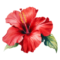 rood hibiscus, tropisch bloem illustratie. waterverf stijl. png