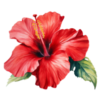 Red Hibiscus, Tropical Flower Illustration. Watercolor Style. png