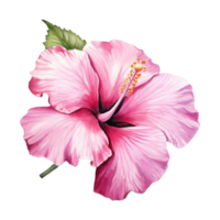 Rosa hibisco, tropical flor ilustração. aguarela estilo. png