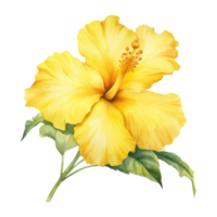 Yellow Hibiscus, Tropical Flower Illustration. Watercolor Style. png