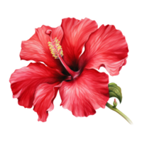 Red Hibiscus, Tropical Flower Illustration. Watercolor Style. png