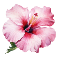Rosa Hibiskus, tropisch Blume Illustration. Aquarell Stil. png