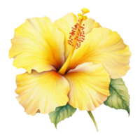 Yellow Hibiscus, Tropical Flower Illustration. Watercolor Style. png