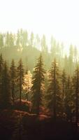 une forêt rempli avec beaucoup de grand des arbres video