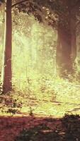 un camino mediante un bosque con Dom brillante mediante el arboles video
