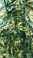 A bamboo tree with lots of green leaves video