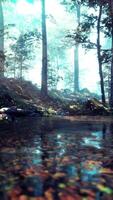 A stream running through a forest filled with lots of trees video