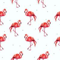 Watercolor flamingo background. Summer seamless pattern of flamingo. vector