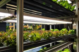Bed with different types of lettuce, vegetable garden, vertical. High quality photo