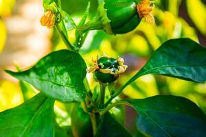 Green bell pepper hanging on tree in the plantation, can be eaten fresh or cooked. High quality photo