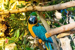 Beautiful parrot in the wild over tropical background, photo