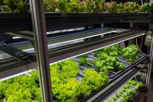 Bed with different types of lettuce, vegetable garden, vertical. High quality photo