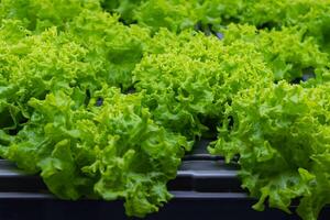 Bed with different types of lettuce, vegetable garden, vertical. High quality photo