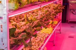 Bed with different types of lettuce, vegetable garden, vertical. High quality photo