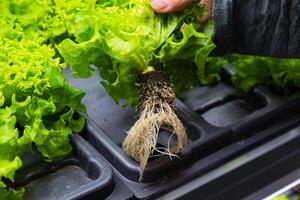 cama con diferente tipos de lechuga, vegetal jardín, vertical. alto calidad foto