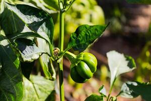 Green bell pepper hanging on tree in the plantation, can be eaten fresh or cooked. High quality photo