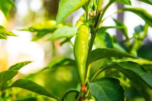 Green bell pepper hanging on tree in the plantation, can be eaten fresh or cooked. High quality photo