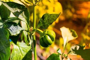 Green bell pepper hanging on tree in the plantation, can be eaten fresh or cooked. High quality photo