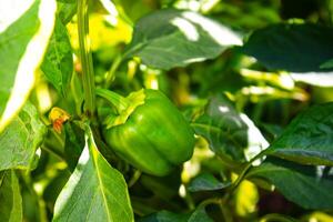 Green bell pepper hanging on tree in the plantation, can be eaten fresh or cooked. High quality photo