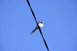 Wagtail on the wire. Motacilla Linnaeus. The bird is on the wire. photo