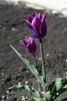 Purple tulip in the spring garden. A tulip on the background of the earth. A single flower. photo