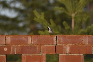 Motacilla Linnaeus. Wagtail on a red brick fence against a background of fir trees. photo