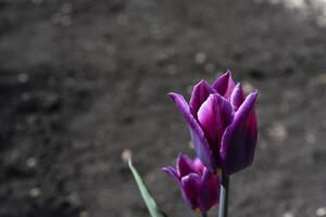Purple tulip in the spring garden. A tulip on the background of the earth. A single flower. photo