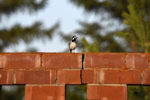 Motacilla Linnaeus. Wagtail on a red brick fence against a background of fir trees. photo