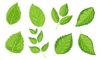 featuring eight different types of green leaves. Each leaf showcases unique shapes and vein patterns. graphic is simple, clean, and vibrant, ideal for nature-themed designs and eco-friendly projects vector