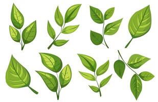 featuring eight different types of green leaves. Each leaf showcases unique shapes and vein patterns. graphic is simple, clean, and vibrant, ideal for nature-themed designs and eco-friendly projects vector