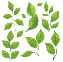 featuring eight different types of green leaves. Each leaf showcases unique shapes and vein patterns. graphic is simple, clean, and vibrant, ideal for nature-themed designs and eco-friendly projects vector