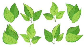 featuring eight different types of green leaves. Each leaf showcases unique shapes and vein patterns. graphic is simple, clean, and vibrant, ideal for nature-themed designs and eco-friendly projects vector