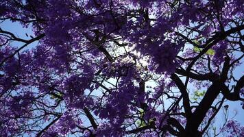 roxa azul jacarandá acenando árvore galhos com flores Sol espreitar através flores Lisboa, Portugal. fechar-se tiro video