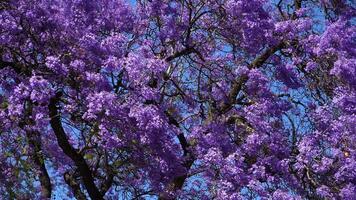 roxa azul jacarandá árvore flores acenando. Lisboa, Portugal. fechar acima tiro video