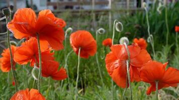 un campo de brillante rojo amapola flores en el jardín video