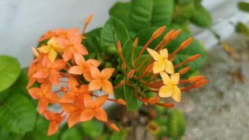 rojo naranja amarillo flores plantas en tropical bosque naturaleza México. video