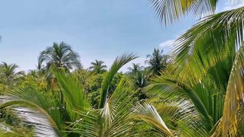 Tropical natural palm tree coconuts blue sky in Mexico. video