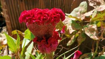 tropical árvore arbusto com vermelho Rosa flores flor México. video