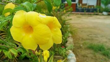 geel mooi tropisch bloemen en planten in Mexico. video