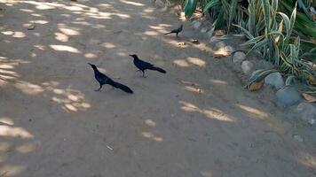 grande dalla coda grackle uccelli guardare per cibo su pavimento Messico. video