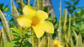 Yellow beautiful tropical flowers and plants in Mexico. video