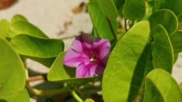 Pink purple morning glory Goats foot creeping beach flower Mexico. video