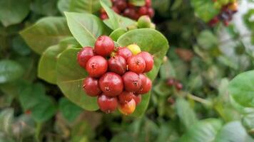 rojo Fruta bayas en tropical arbusto planta árbol México. video