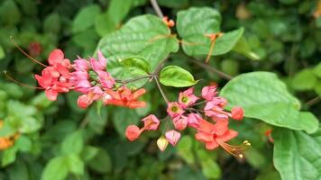 Tropical tree bush with red pink flowers flower Mexico. video