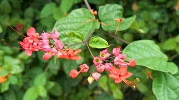 tropisk träd buske med röd rosa blommor blomma Mexiko. video